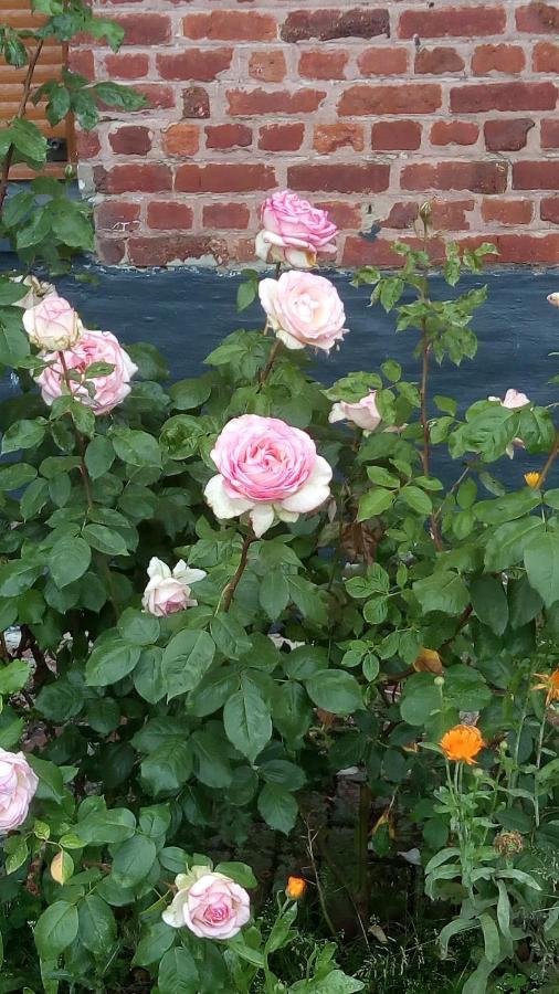 Chambre Coin Nature Fromelles 외부 사진
